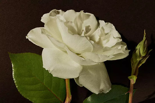 Introducing the fragrant fables