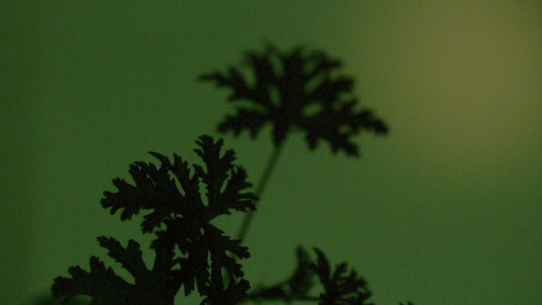 The story of Geranium Leaf Body Care