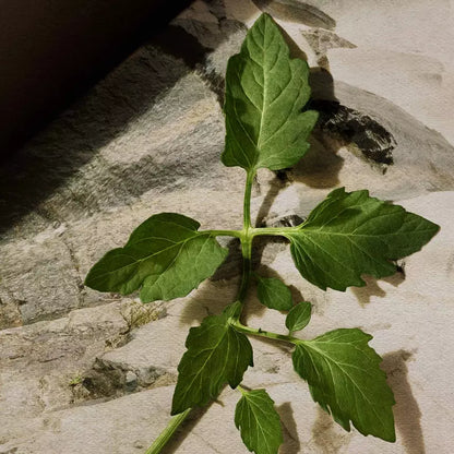 Close-up of a green leafy sprig on a pale stone surface.