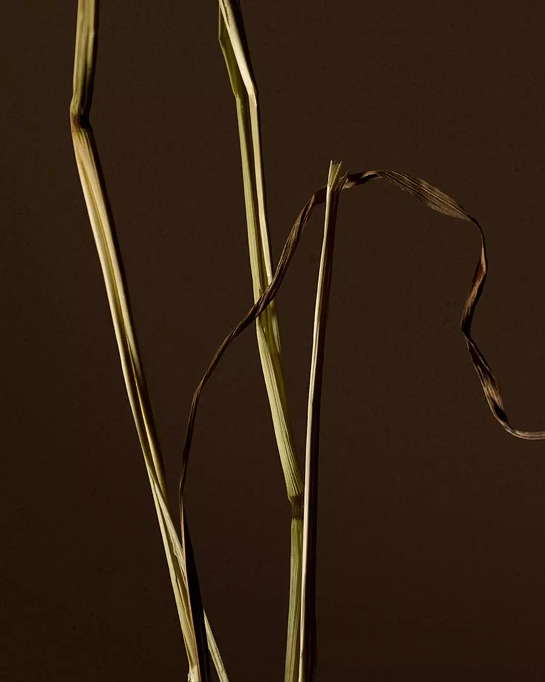 Close-up of pale dried grass stems with a curled brown strand against a dark background.