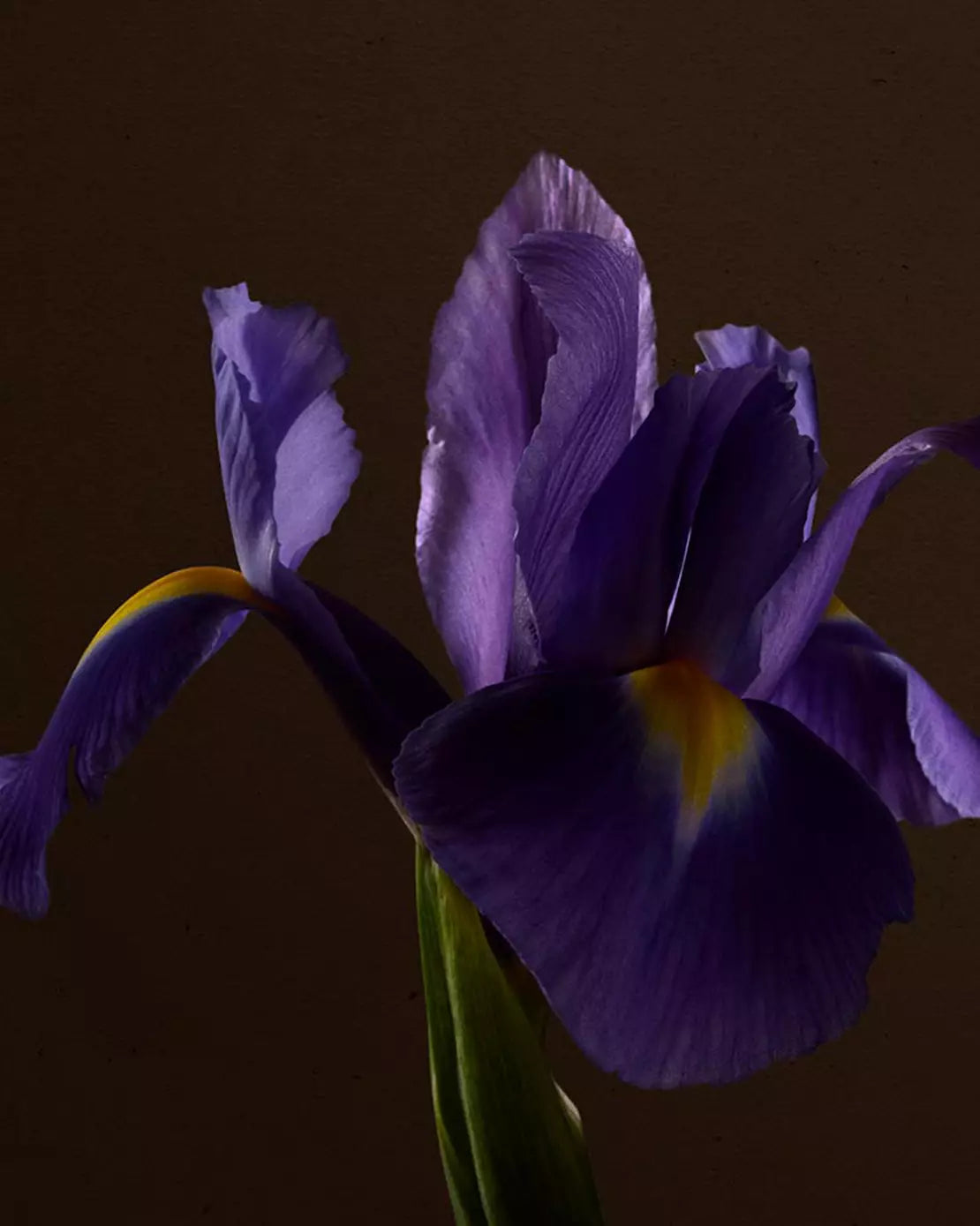 Close-up of a purple iris flower with yellow markings against a dark brown background.