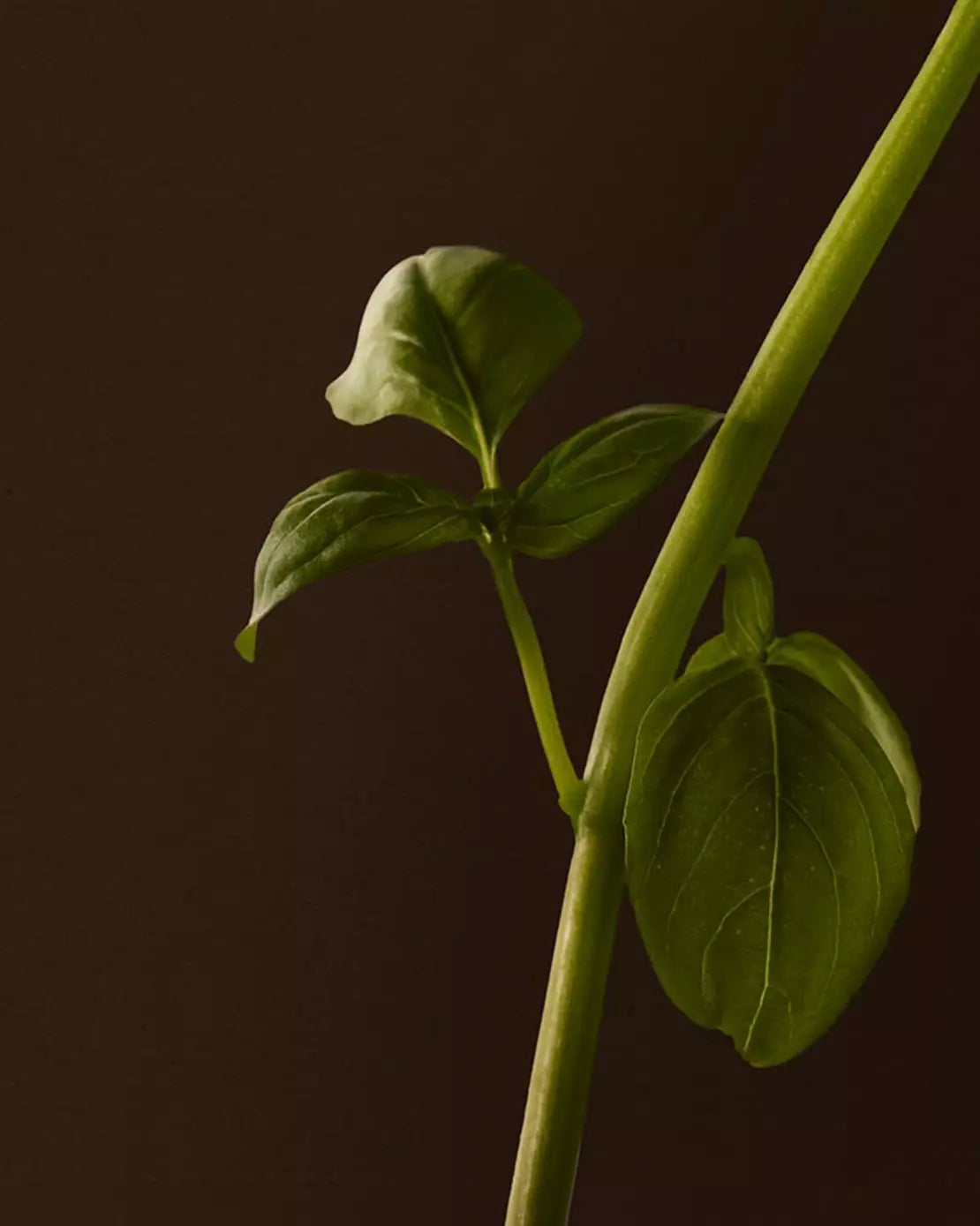 Close-up of a green leafy stem with veined leaves against a dark background.