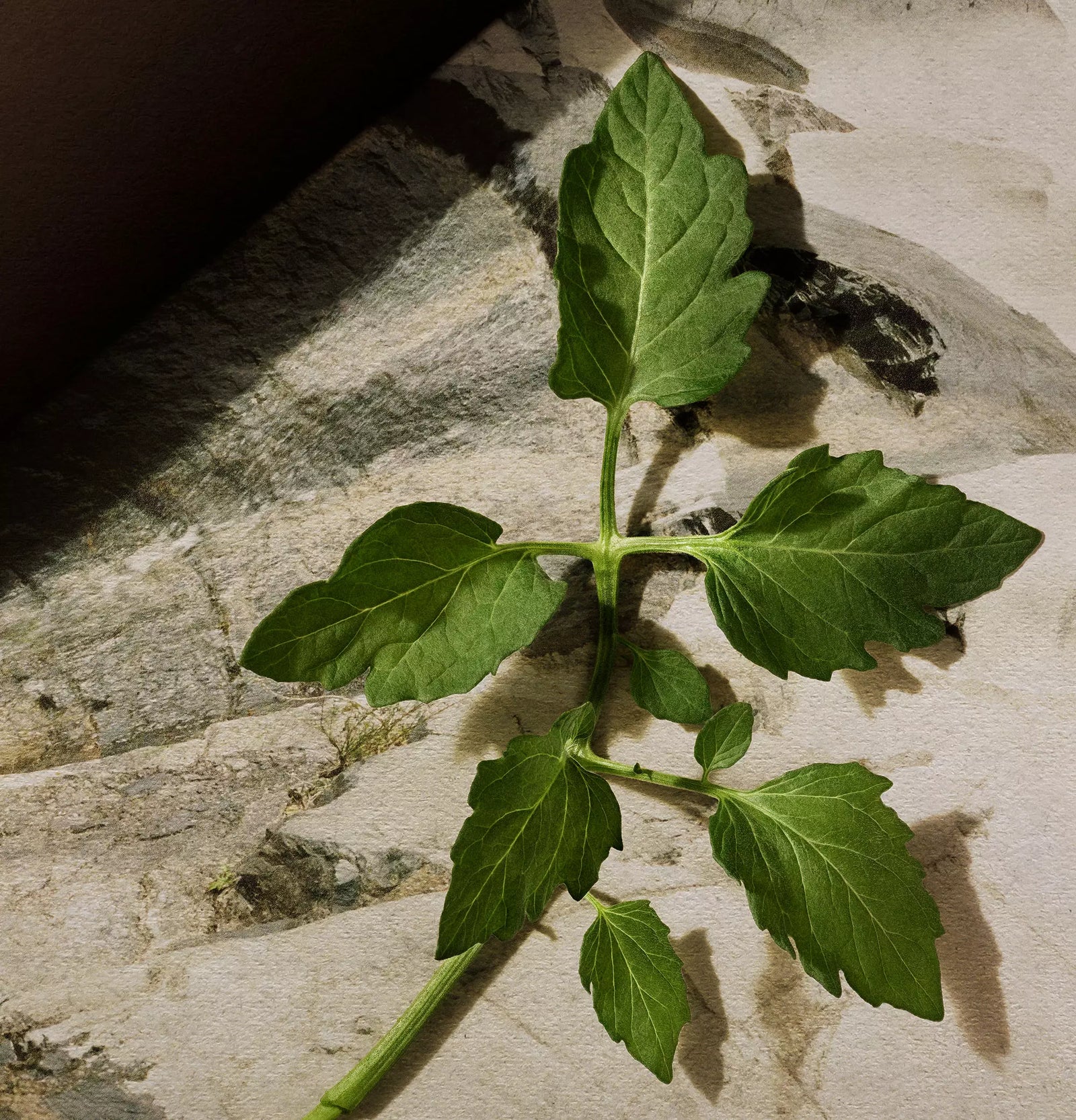 Close-up of a green leafy sprig on a pale stone surface.