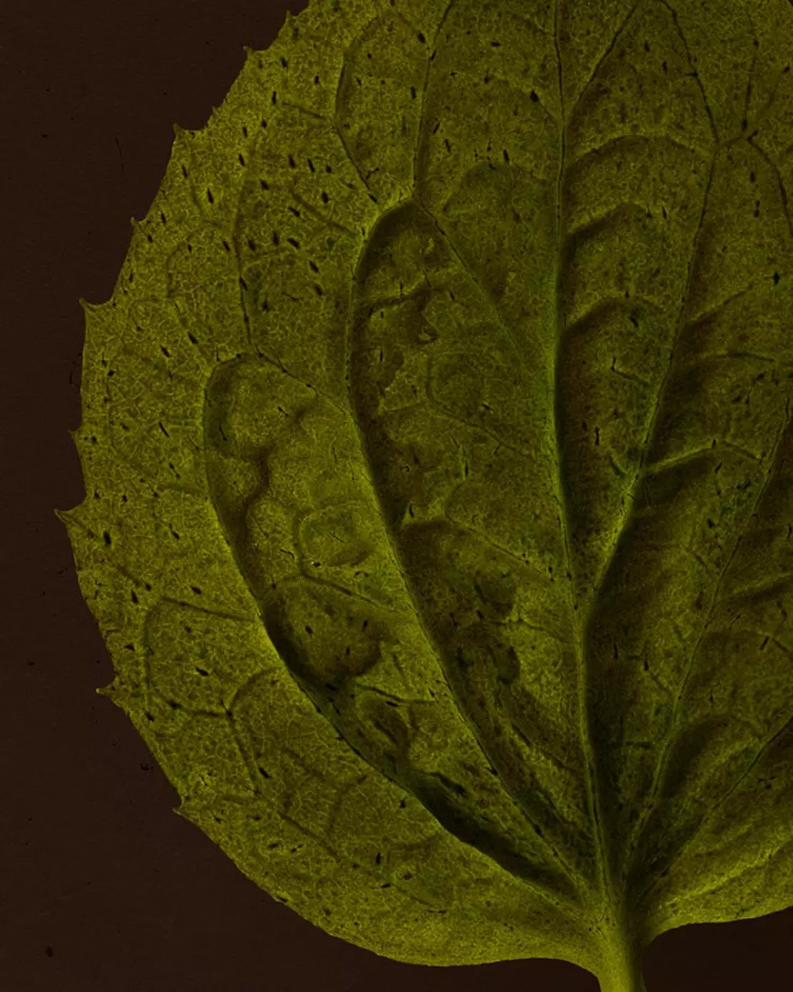 Close-up of a textured green leaf with raised veins against a dark brown background.