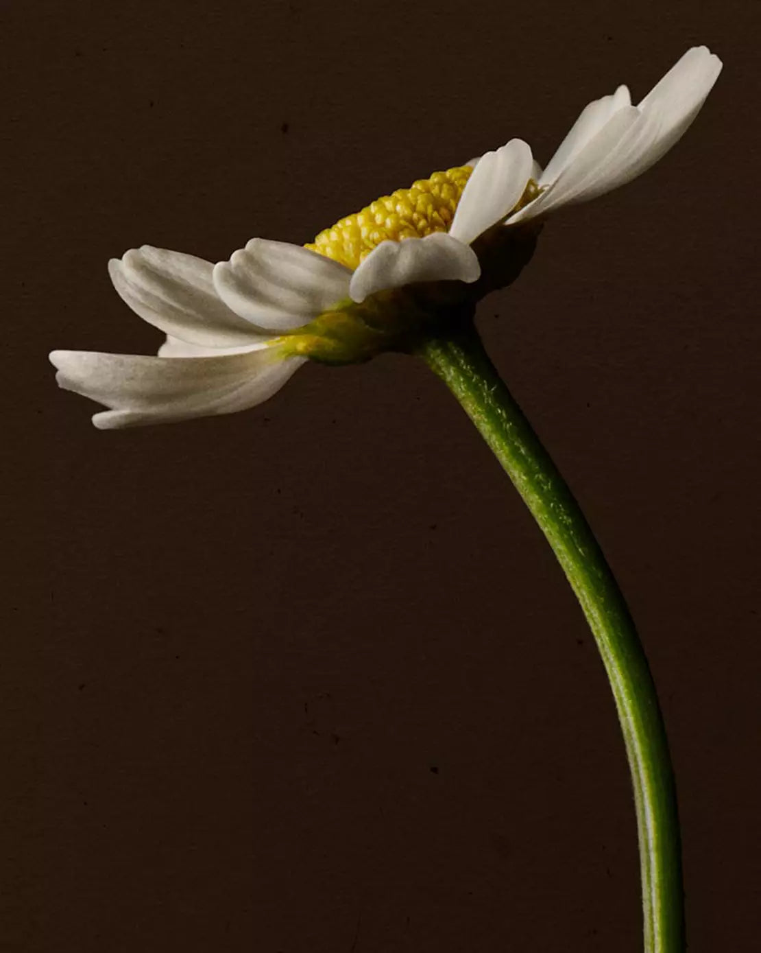 Close-up of a white daisy on a curved green stem against a dark background.