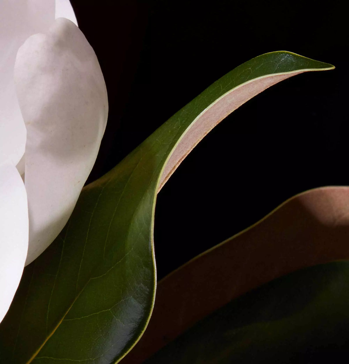 White petal among curved green leaves in close-up.