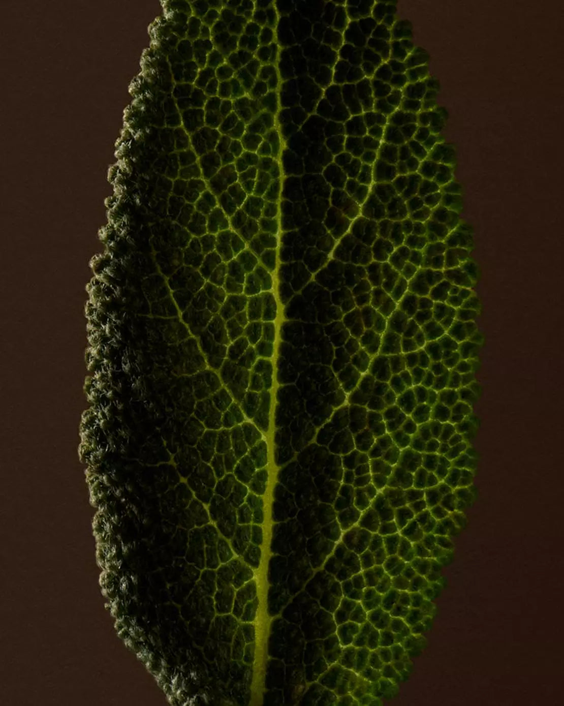 Close-up of a textured green leaf with raised veins against a dark background.
