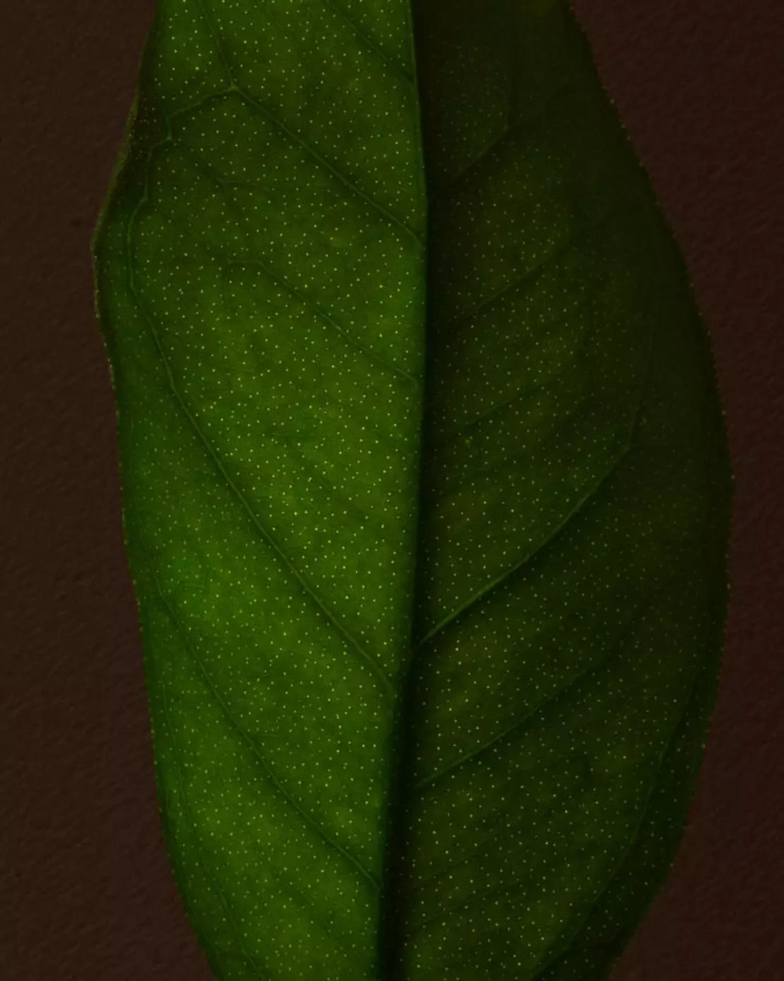 Close-up of a green leaf with a central vein against a dark brown background.