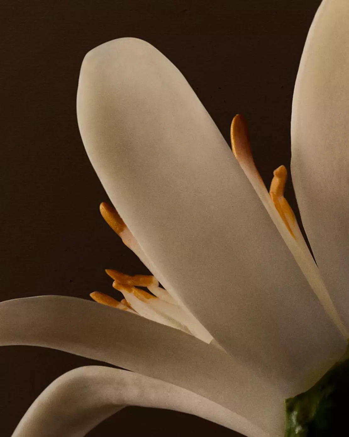 Close-up of white flowers with orange stamens against a dark background.