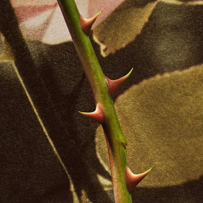 Close-up of rose thorns on a dark stem.