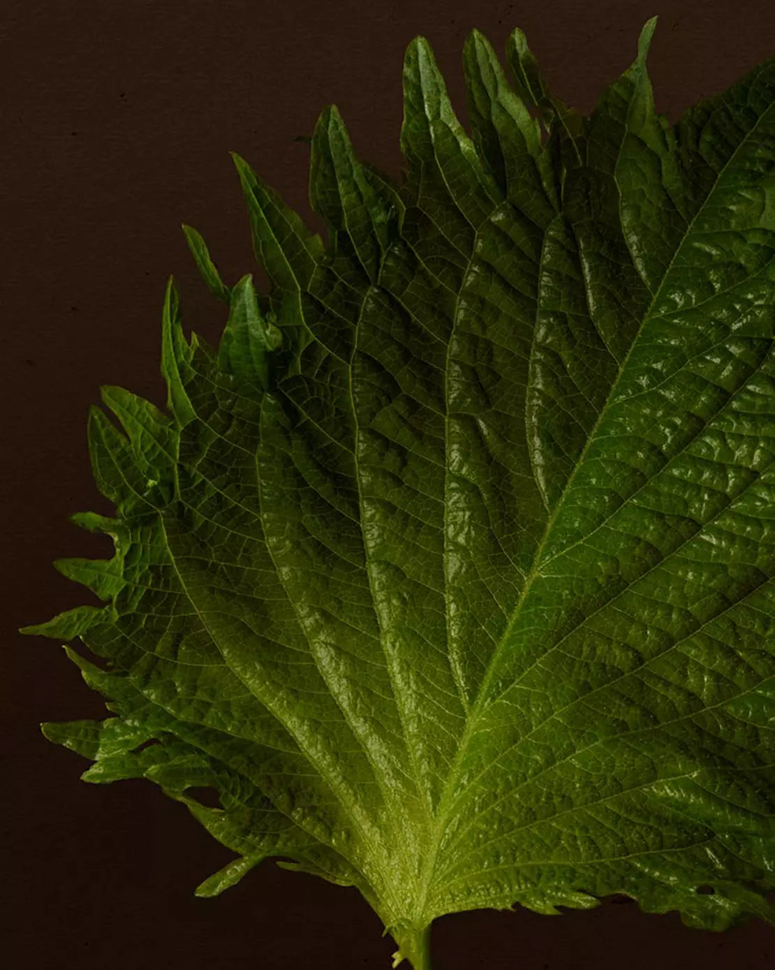Close-up of a textured green leaf with serrated edges against a dark background.