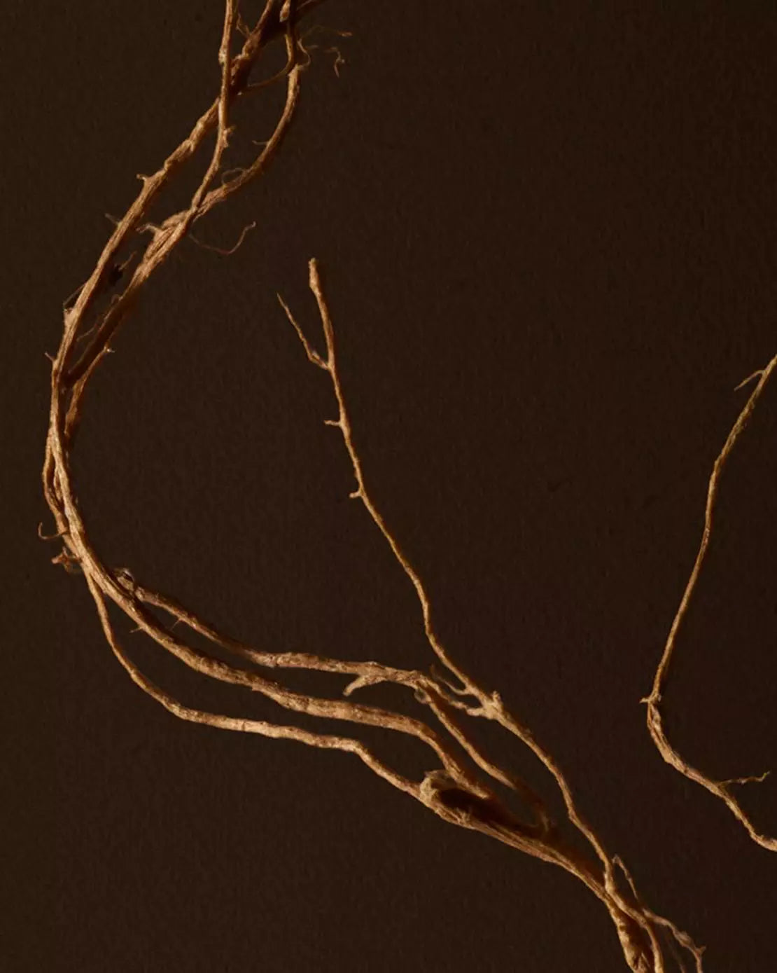 Close-up of fine roots crossing a dark brown background.