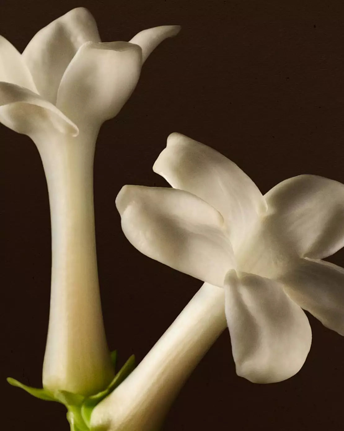 Close-up of white blossoms with long stems against a dark background.