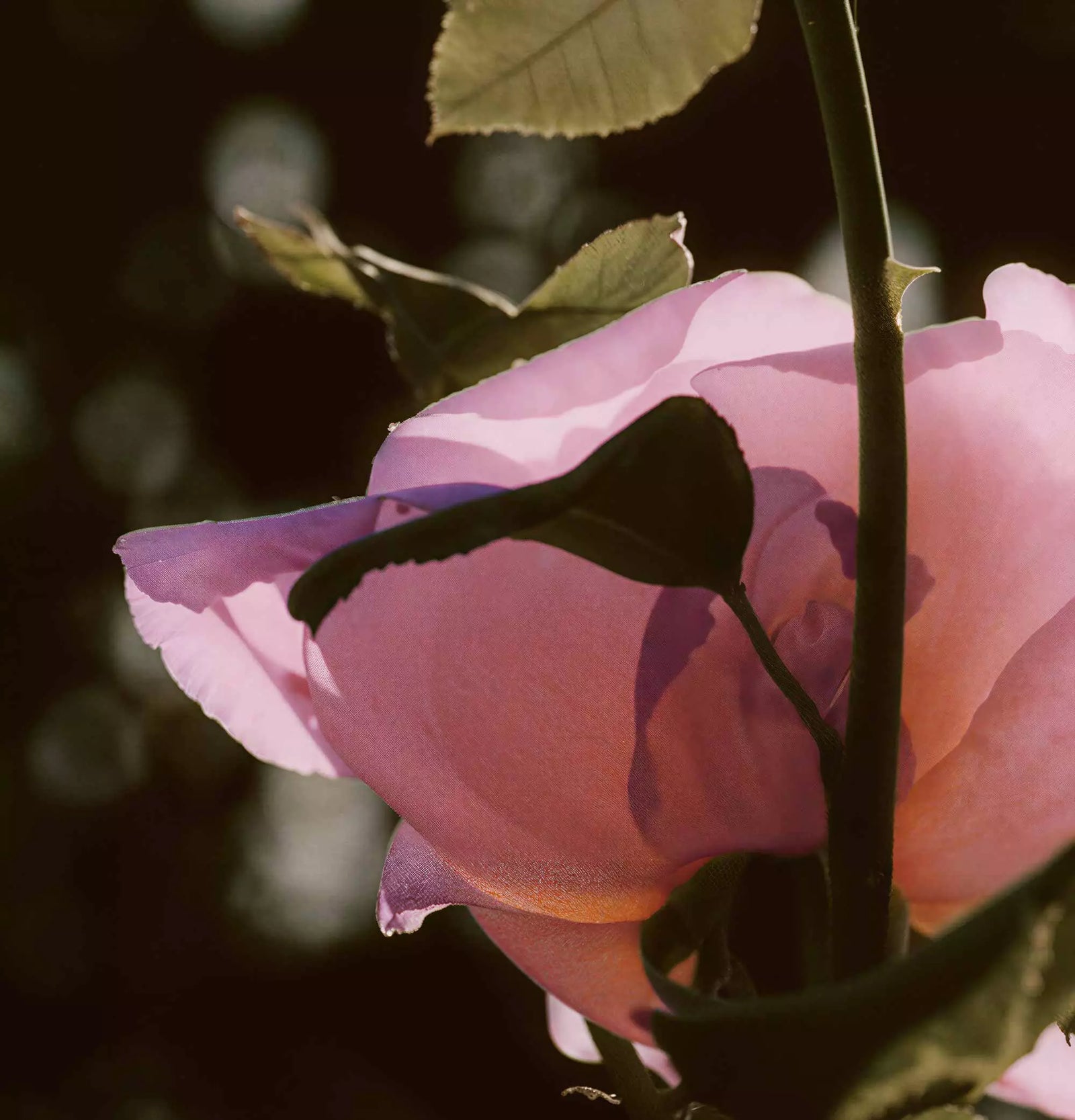 Close-up of a pale rose bloom against a warm background.
