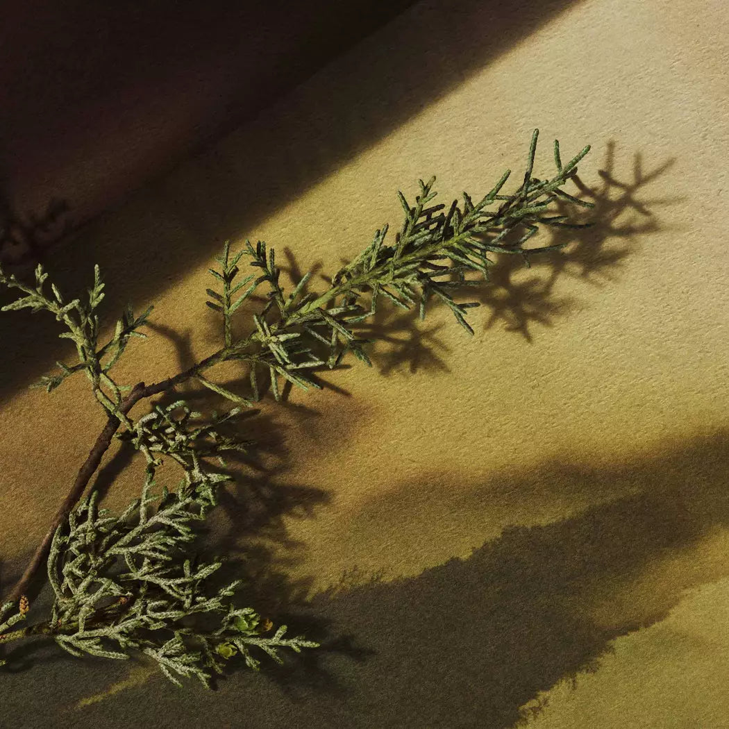 Woody sprig on a textured surface with soft shadow.