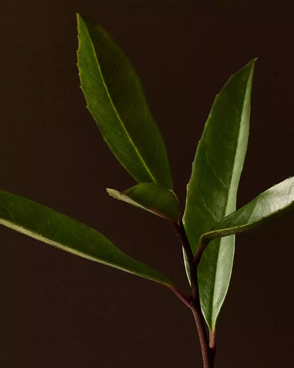 Close-up of slender green leaves on a dark stem against a brown background.