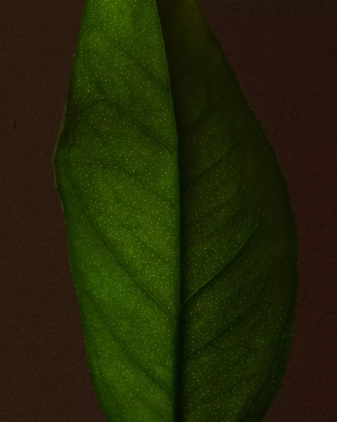 Close-up of a green leaf with visible veins against a dark background.