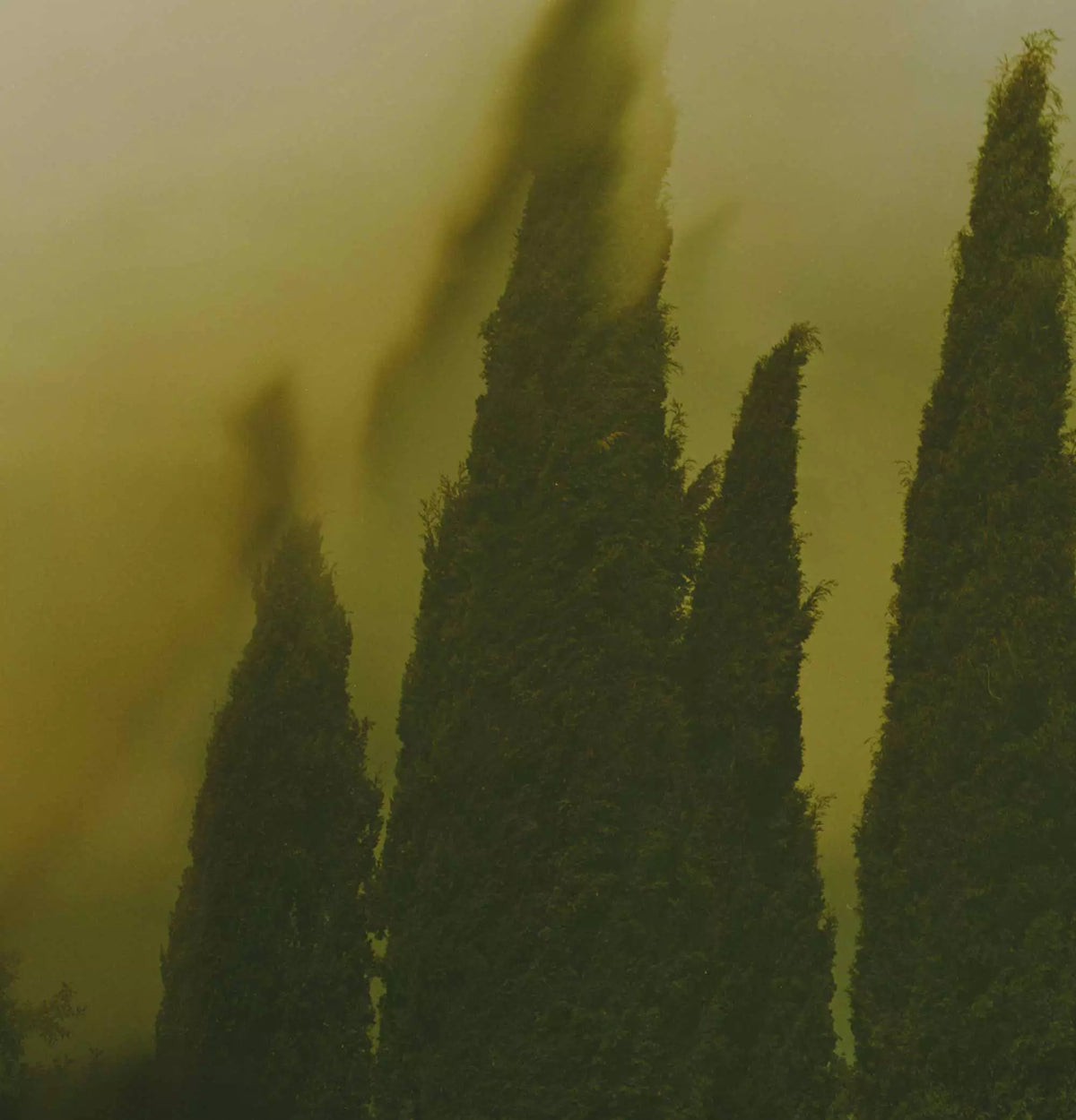 Blurred tall trees in soft green light.