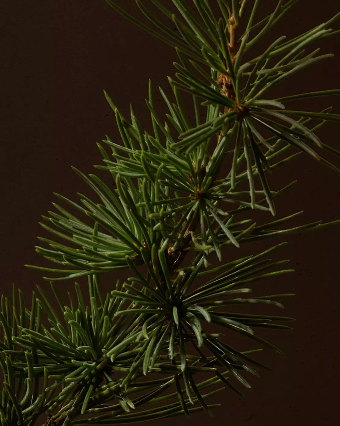 Close-up of a pine branch with green needles against a dark background.