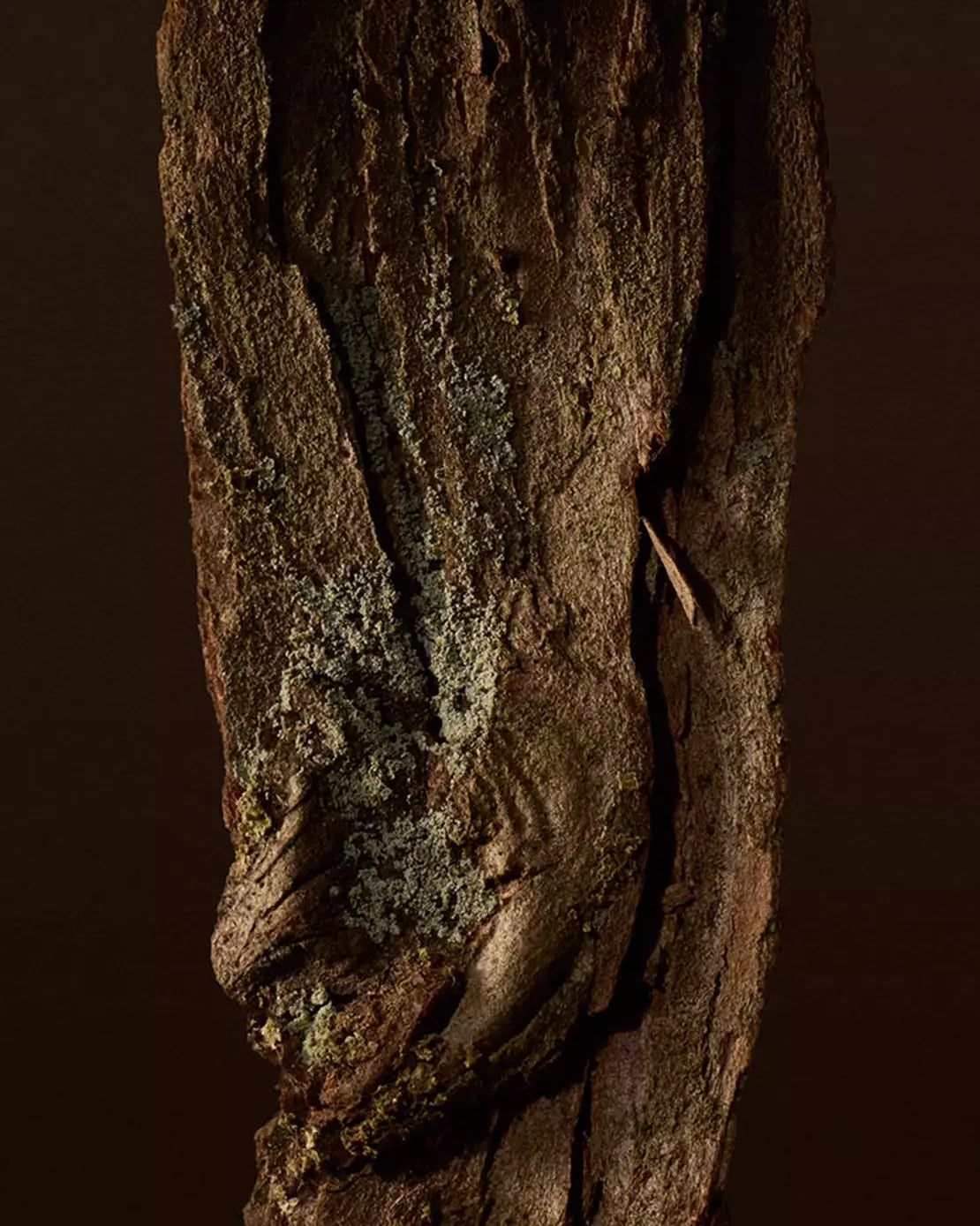 Close-up of textured tree bark with lichen against a dark background.