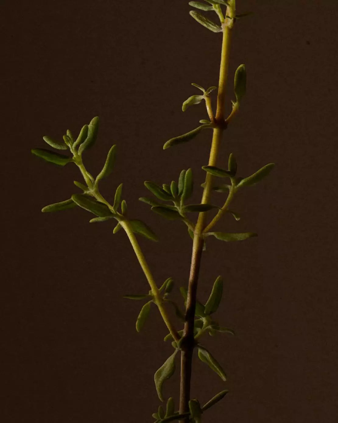 Close-up of a herb sprig with small green leaves against a dark background.