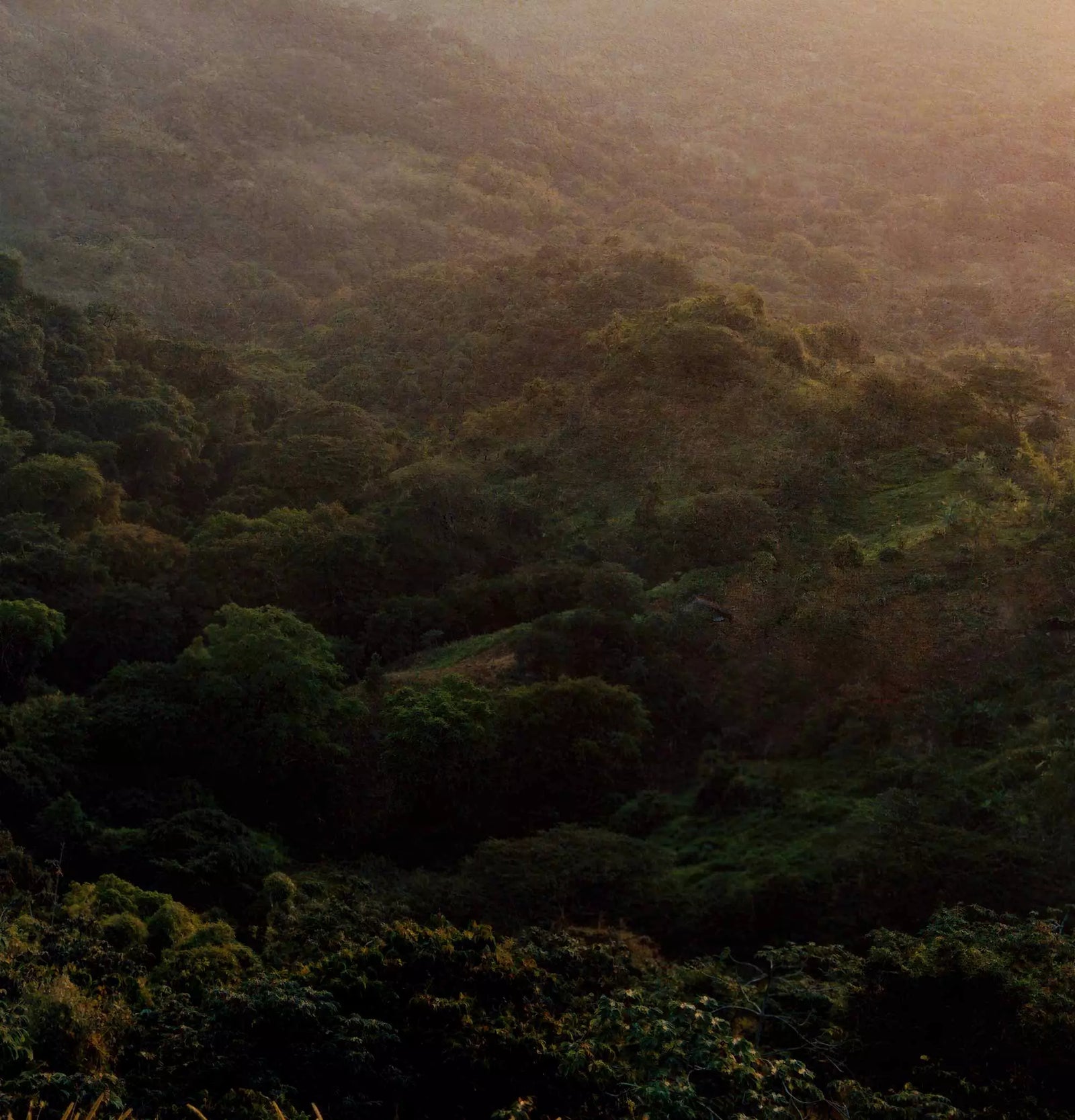 Misty forested hillside in muted green light.