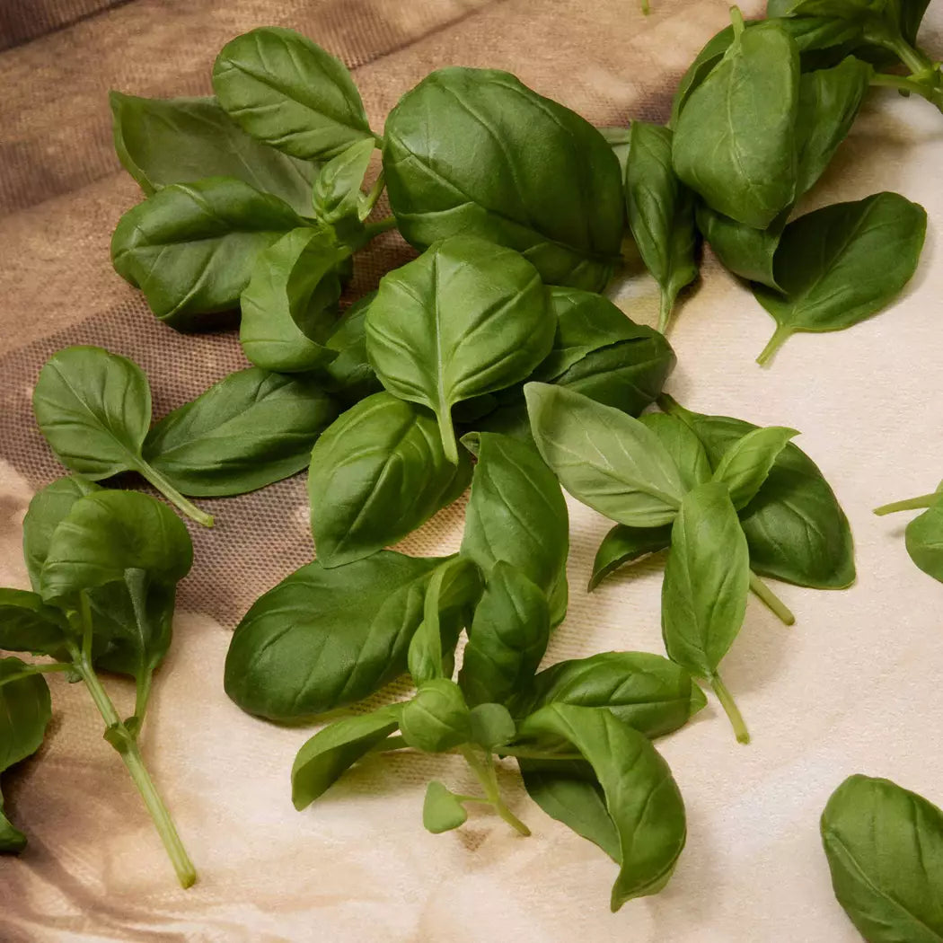 Fresh basil leaves on a green stem against a dark background.