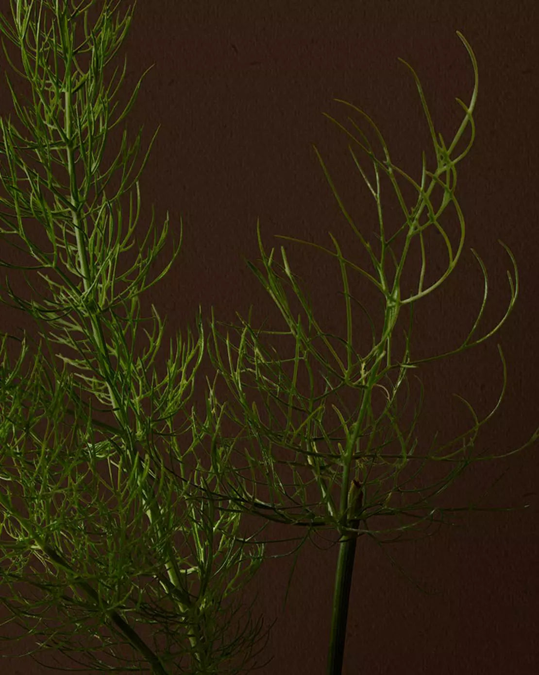 Close-up of feathery green sprigs against a dark background.