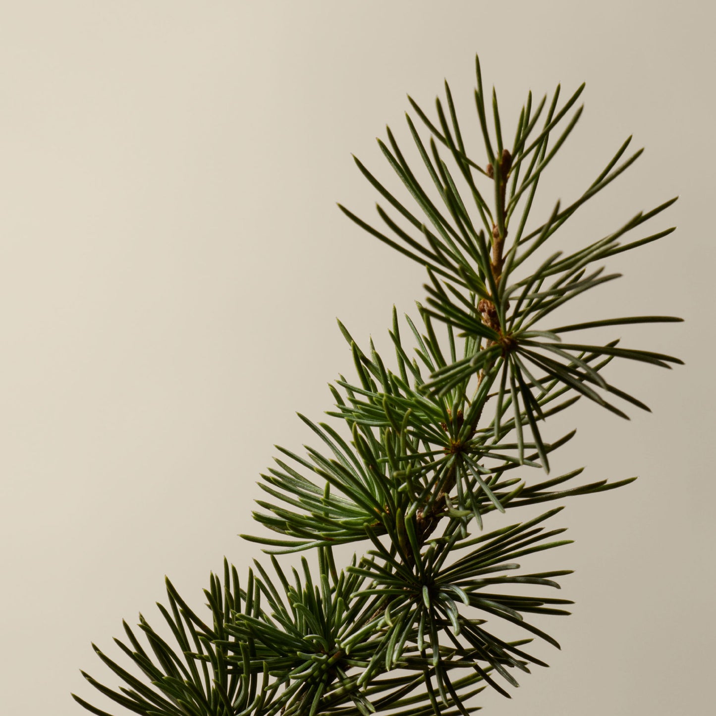 Eleos Nourishing Body Cleanser