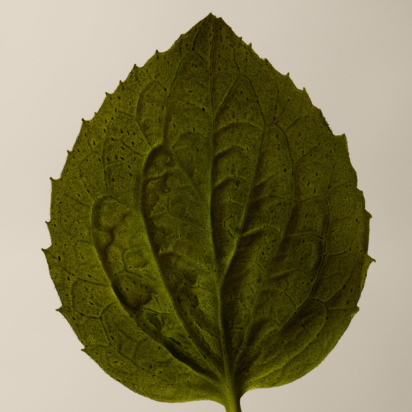 Eleos Aromatique Hand Balm