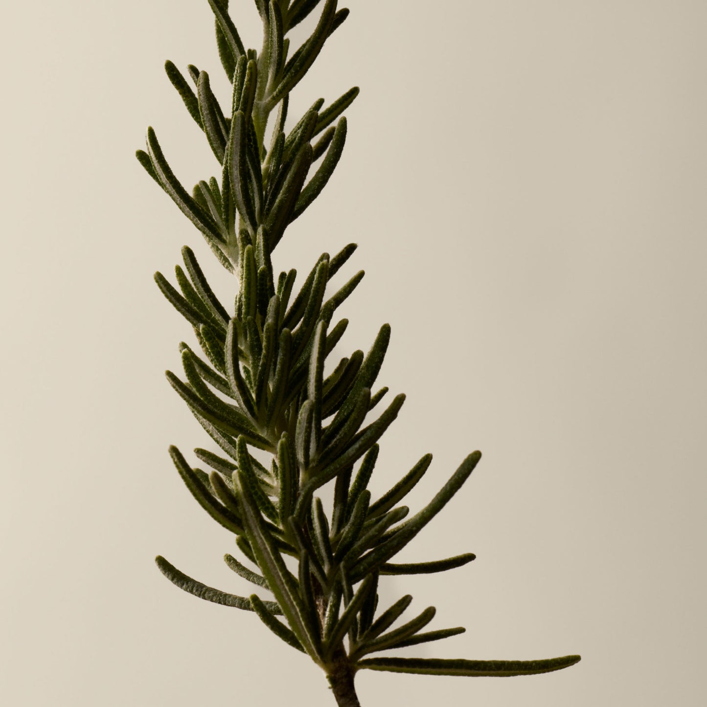 Resurrection Rinse-Free Hand Mist