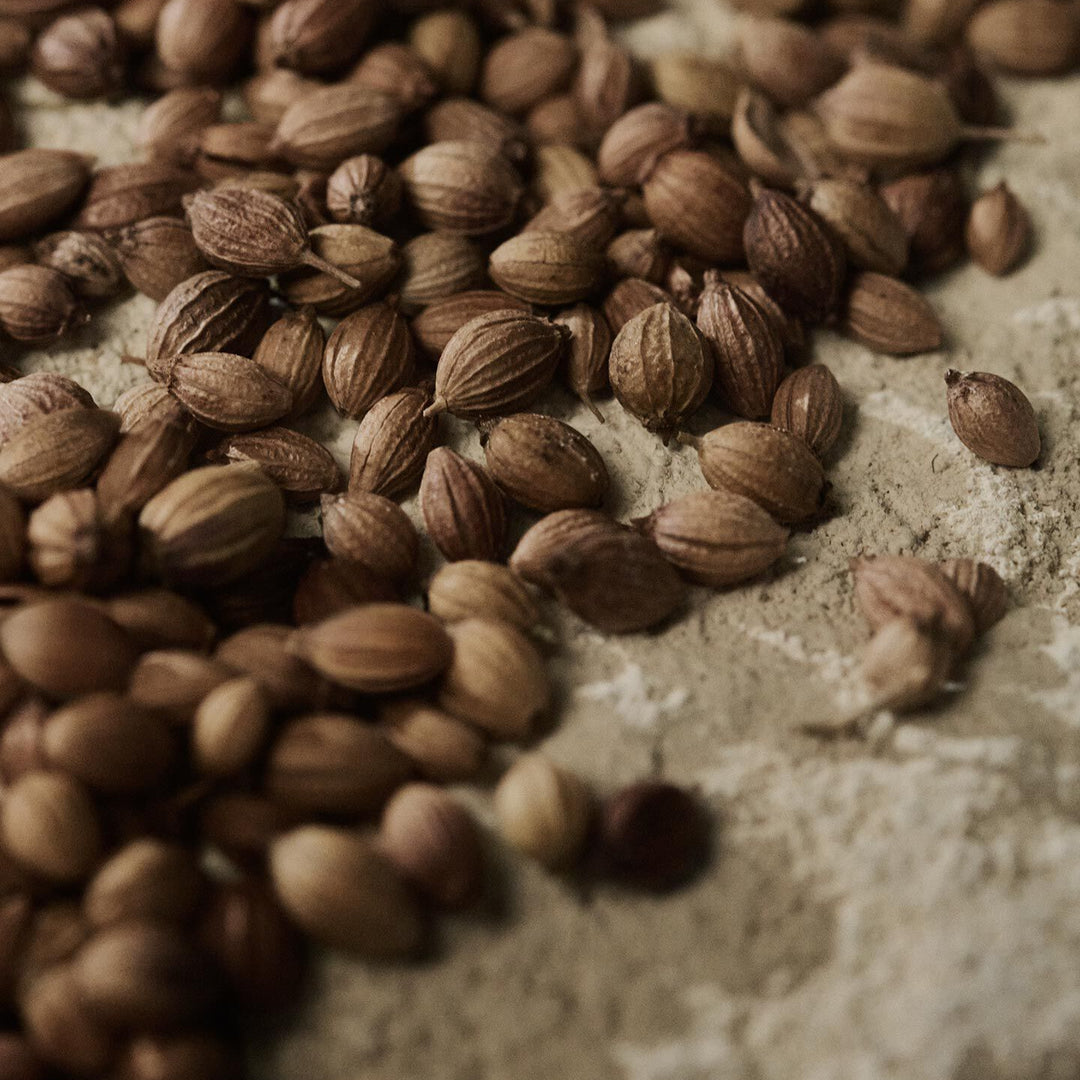Close-up of coriander seeds scattered across a pale textured surface.