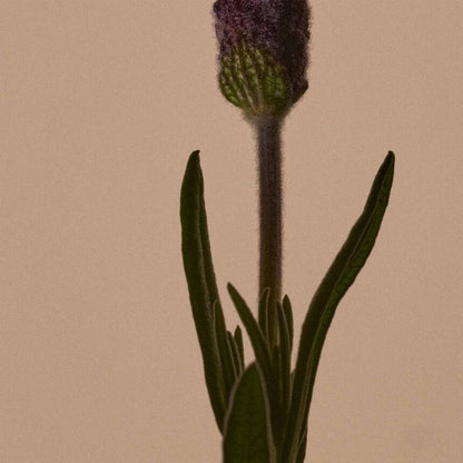 Solais Replenishing Hand Serum