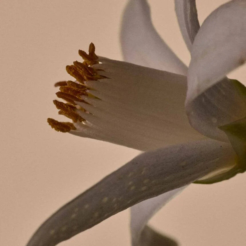 Solais Replenishing Hand Serum