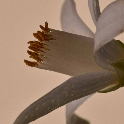 Solais Replenishing Hand Serum